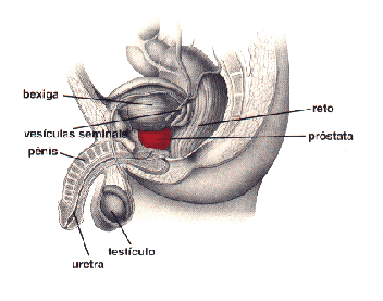 localizao da prstata